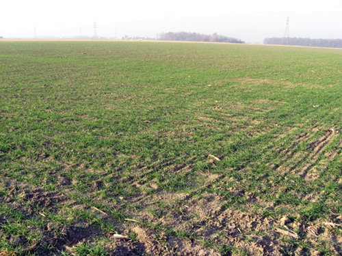 Property photo 11 - 60 Acres Offered in 2 Tracts
